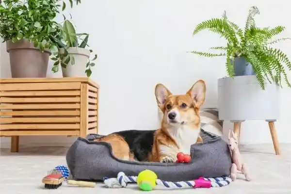 dog-bed-steam-cleaning Professional Commercial Carpet Cleaning